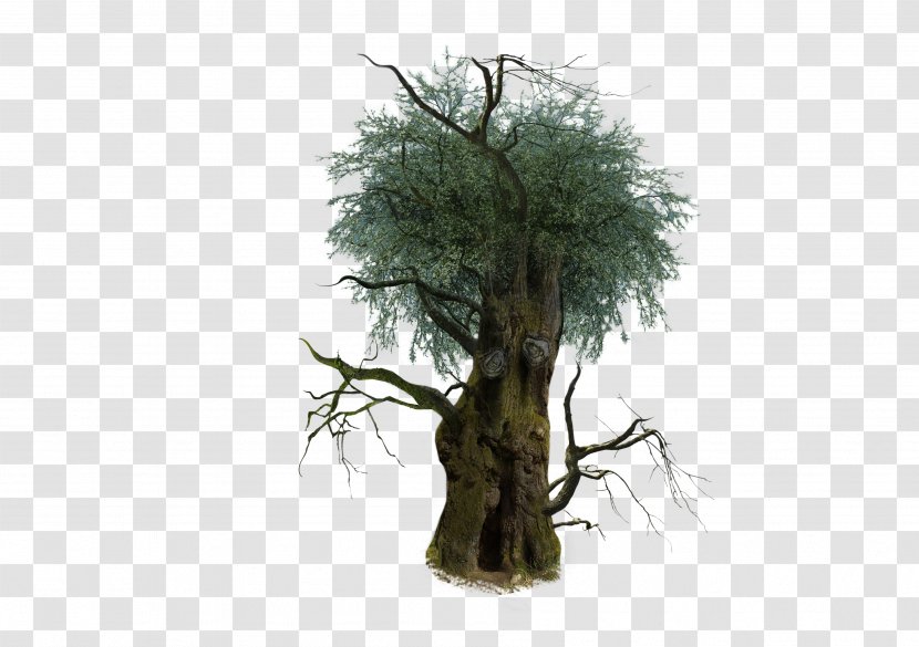 Tree Oak Clip Art - 3D Trees Transparent PNG