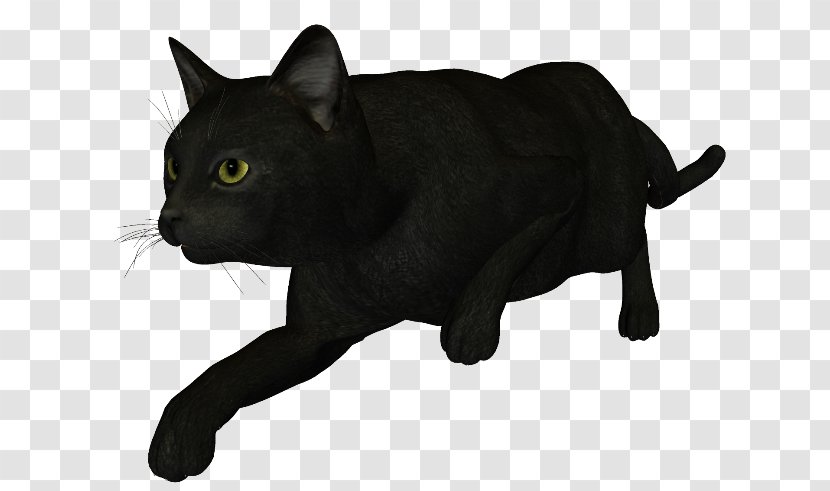 Black Cat Bombay Korat Chartreux Manx - Domestic Short Haired - Snout Transparent PNG