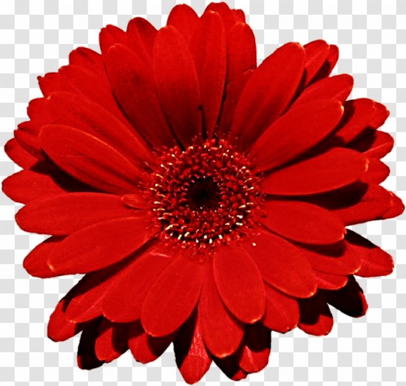 Transvaal Daisy Flower Rose Red Floral Design - Family - Background Flowers Transparent PNG