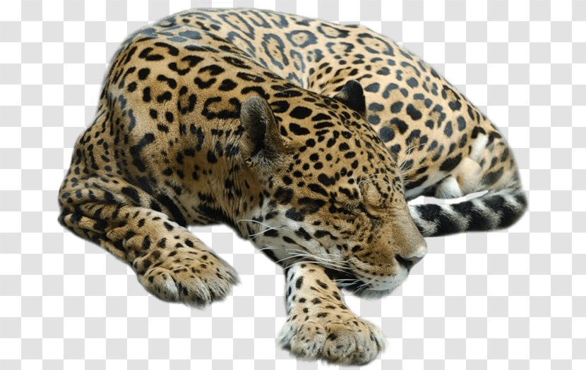 Cheetah Tiger Leopard Jaguar Lion Transparent PNG