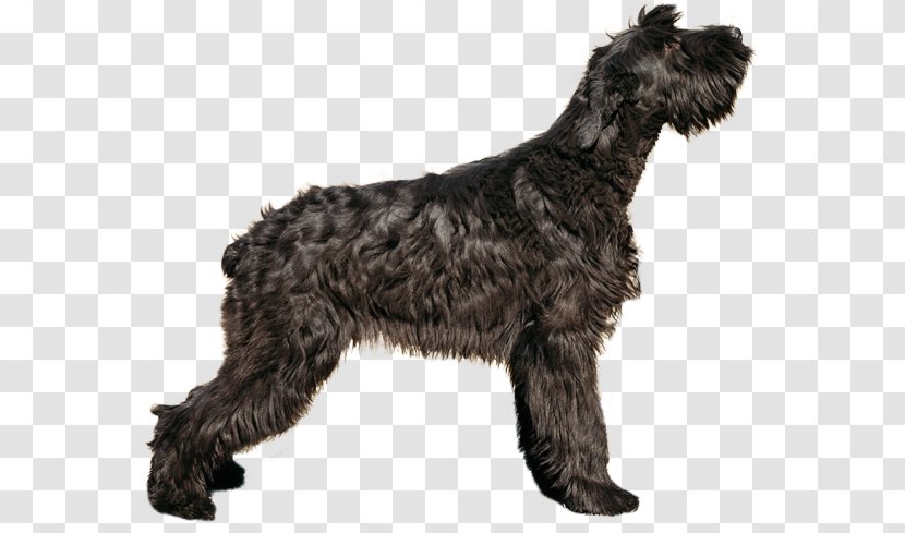 Giant Schnauzer Standard Puppy Boxer - Stock Photography Transparent PNG