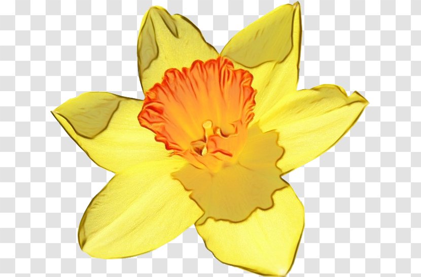 Flowering Plant Yellow Petal Flower Narcissus - Herbaceous Cut Flowers Transparent PNG
