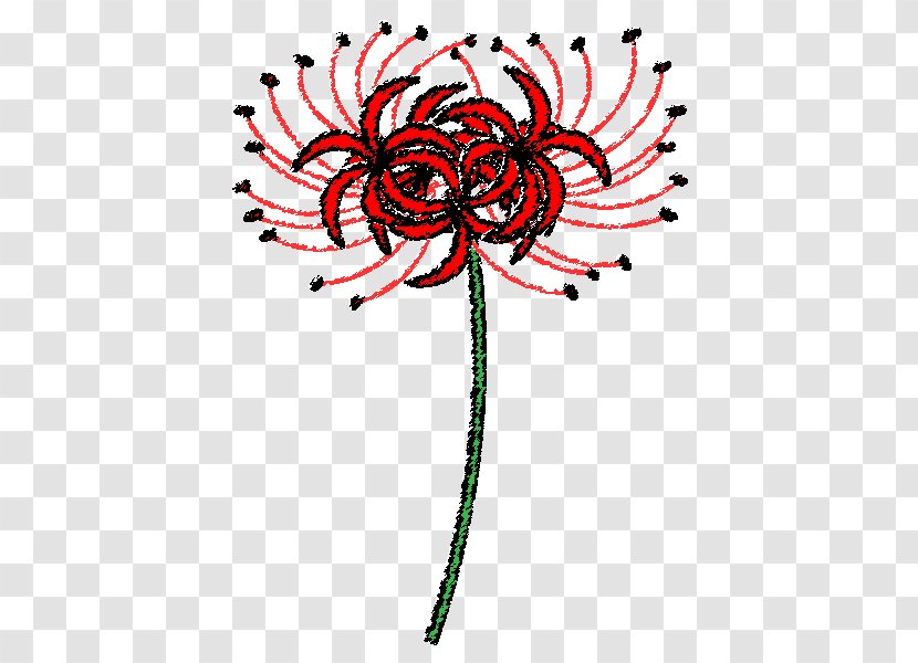Floral Design Red Spider Lily Visual Arts - Coloring Book Transparent PNG