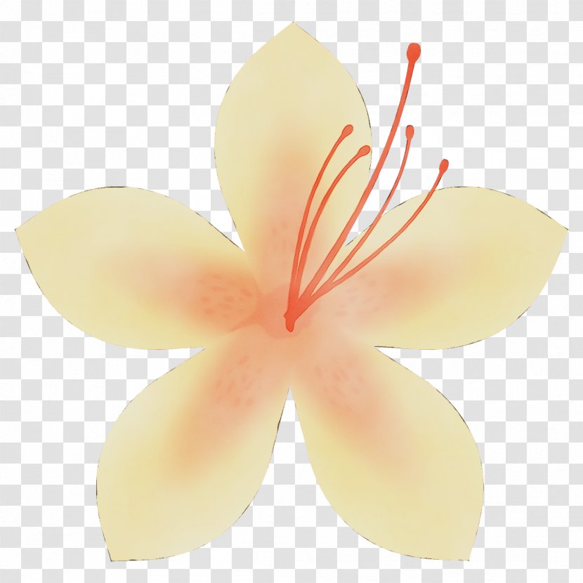 Petal Flower Frangipani Plant Hibiscus - Flowering Pedicel Transparent PNG
