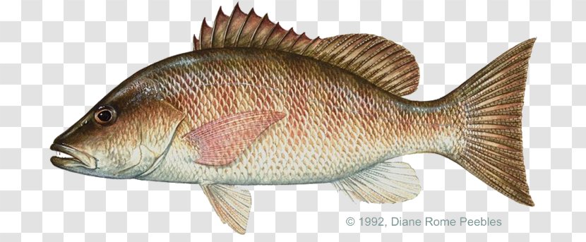 Mangrove Snapper Northern Red International Game Fish Association Fishing Transparent PNG
