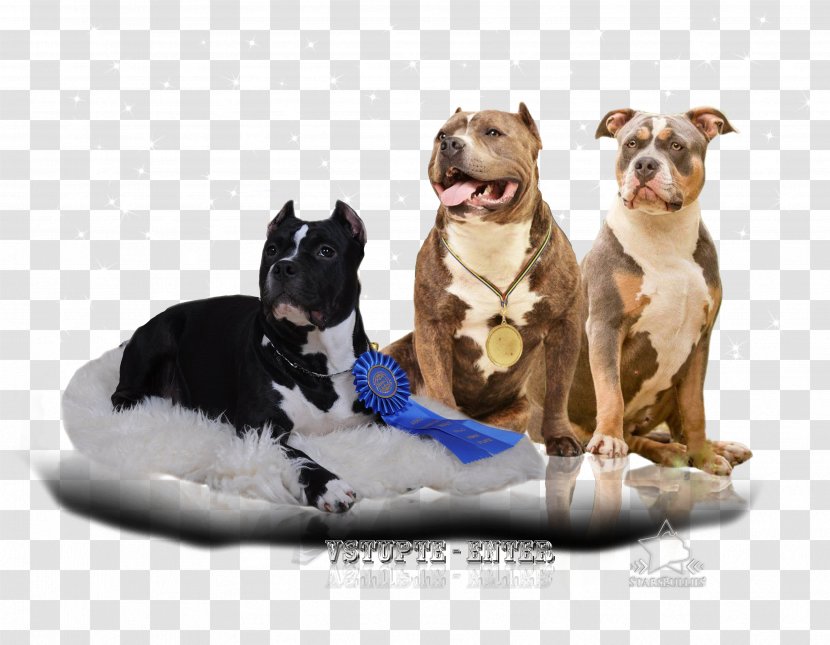Dog Breed American Pit Bull Terrier Boston Bully - Puppy Transparent PNG