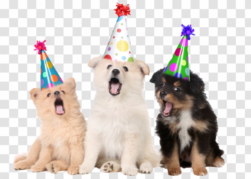 Puppy Pug Birthday Pet Party - Dog Like Mammal Transparent PNG