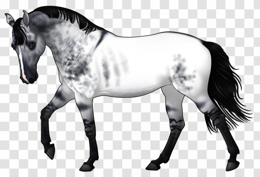 Pony Mustang Stallion Mare Colt Transparent PNG