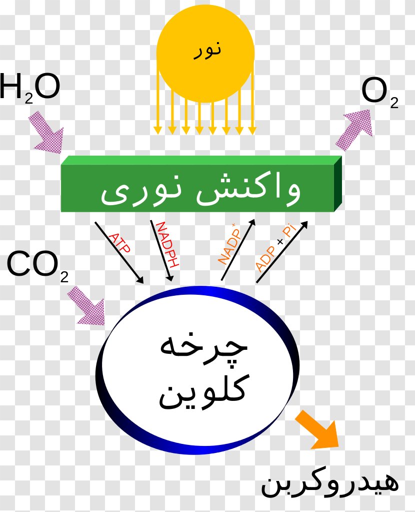Photosynthesis Light-dependent Reactions Carbon Dioxide Energy - Fixation - Light Transparent PNG