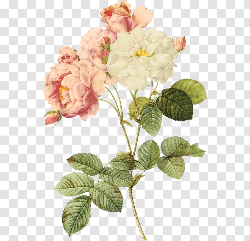 Les Roses Flowers Work Of Art - Botanical Illustration Transparent PNG