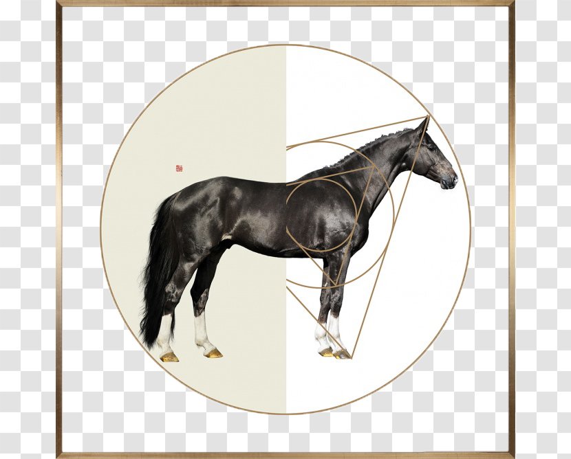 Horse Joint Withers Equine Anatomy Fetlock - Pony - Black Decorative Painting Transparent PNG
