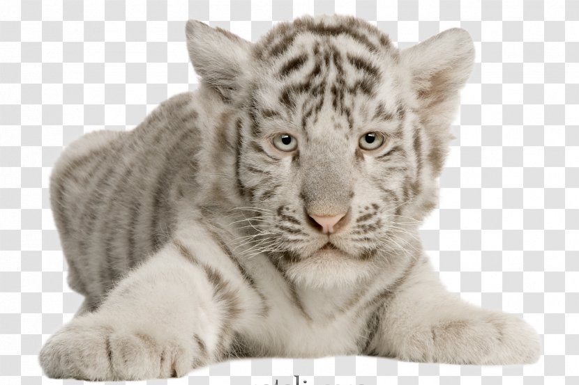 Cat Felidae White Tiger Whiskers Bengal - Big Cats Transparent PNG