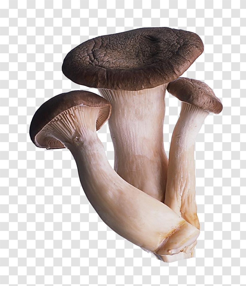Oyster Mushroom Fungus Shiitake Food - Straw Transparent PNG