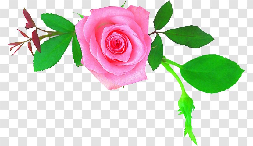 Garden Roses Centifolia Mother Flower Floral Design - Floristry Transparent PNG
