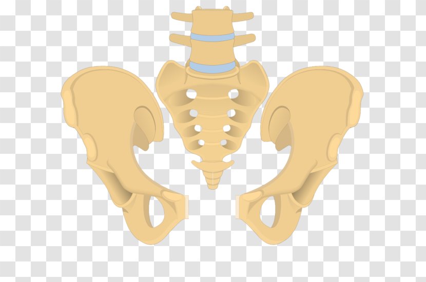 Hip Bone Coccyx Sacrum Pelvis - Heart Transparent PNG