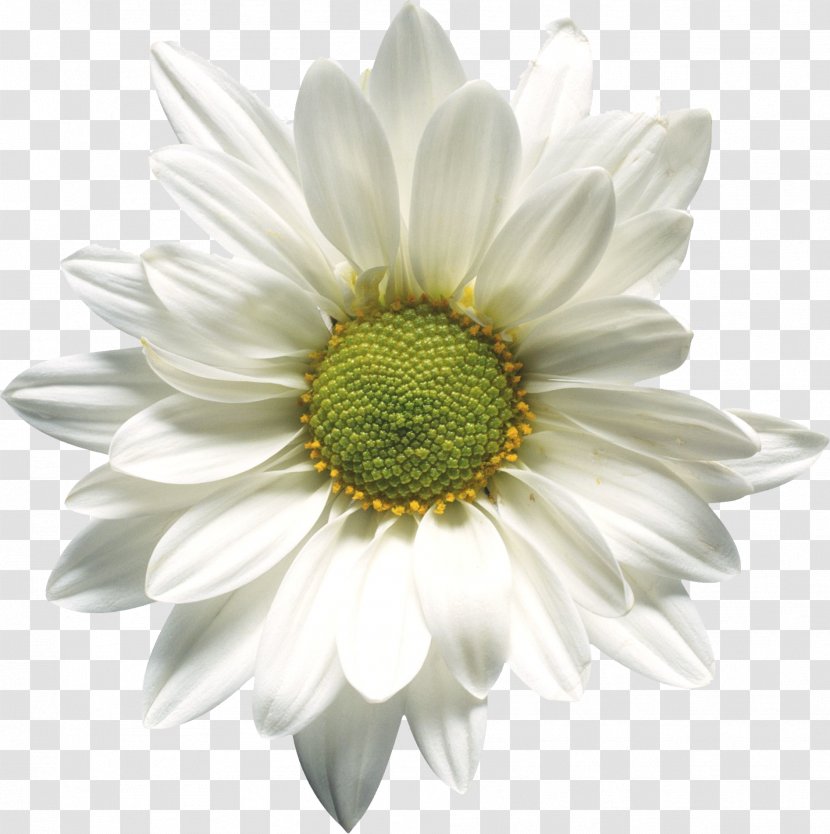 Stock Photography Common Daisy Desktop Wallpaper Flower - Plant Transparent PNG