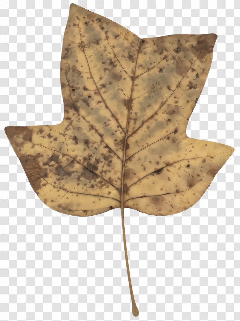 Maple Leaf - Plant - Black Anthurium Transparent PNG