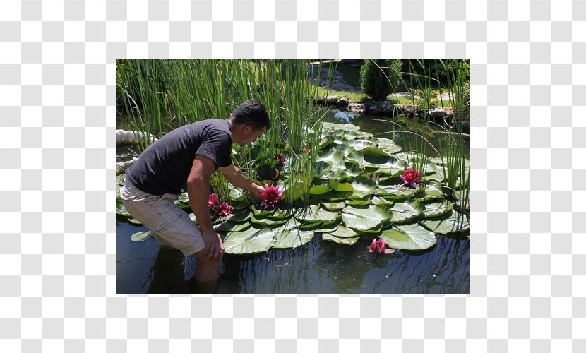 Fish Pond Plant Community Botanical Garden Nelumbonaceae - Lotus Family Transparent PNG