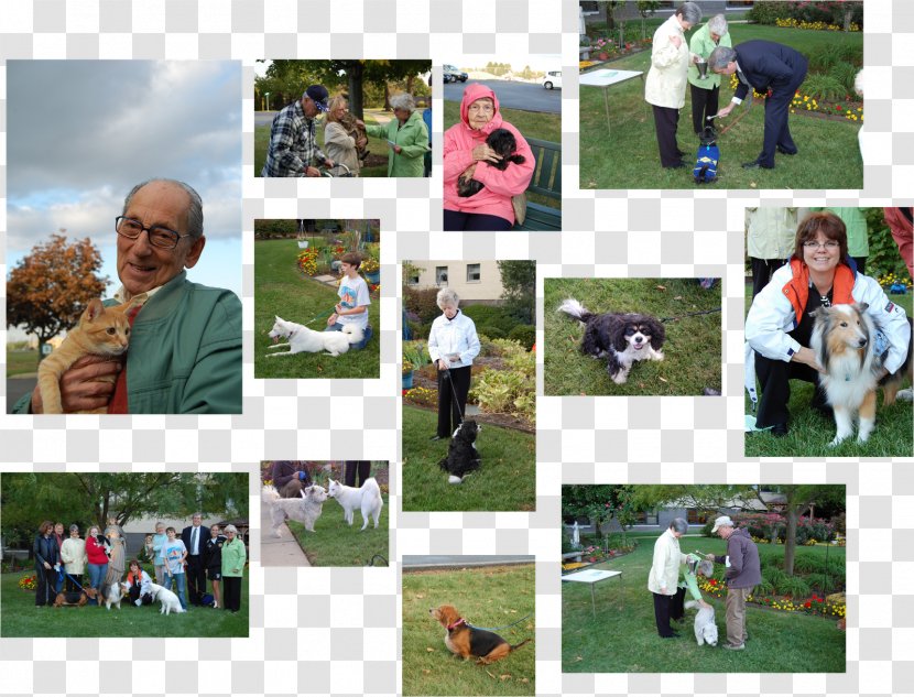 Game Lawn Mammal Competition Collage - Plant - Francis Of Assisi Transparent PNG