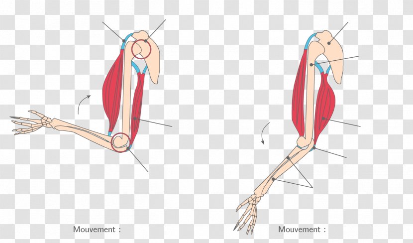 Finger Skeletal Muscle Joint Muscular System - Frame - Skeleton Transparent PNG
