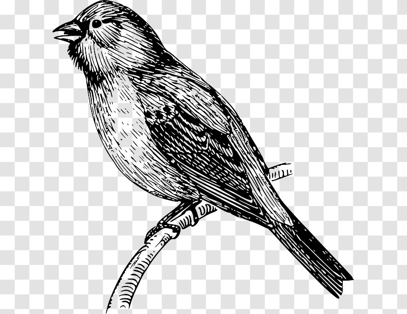 Bird Sparrow Bunting Clip Art - Feather Wings Transparent PNG