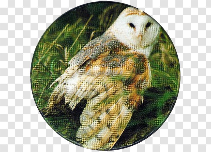 Barn Owl Bird Of Prey Beak Transparent PNG