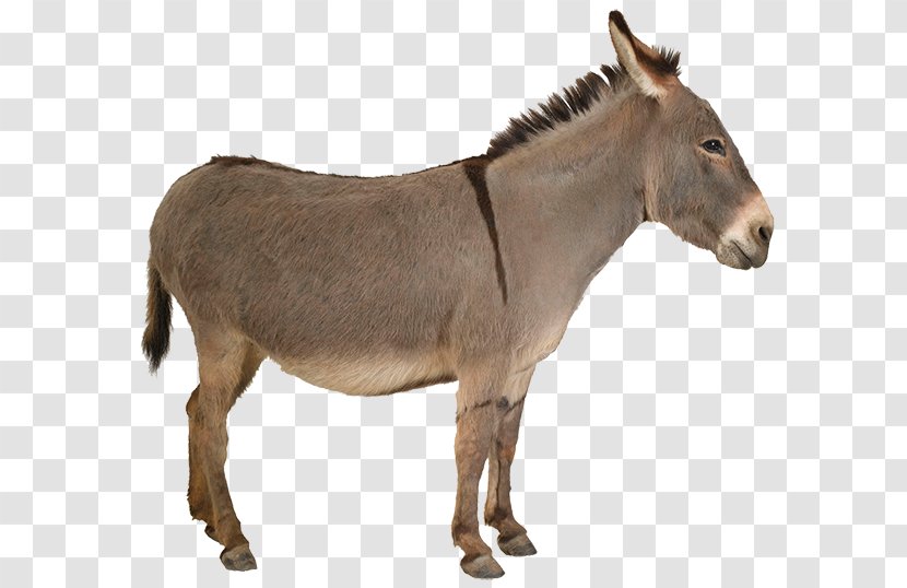 Mule Donkey Mare Mane Mustang Transparent PNG