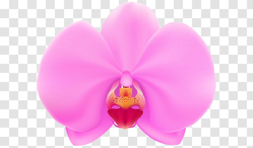 Moth Orchids Clip Art - Flower - Petal Transparent PNG