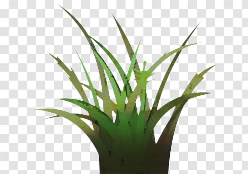 Aloe Vera Leaf - Grasses - Herb Yucca Transparent PNG