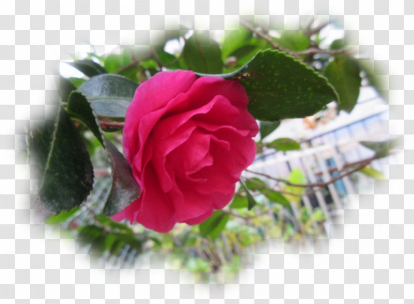 Garden Roses Cabbage Rose Floribunda Japanese Camellia Chinese Cuisine - Family - Bono Transparent PNG