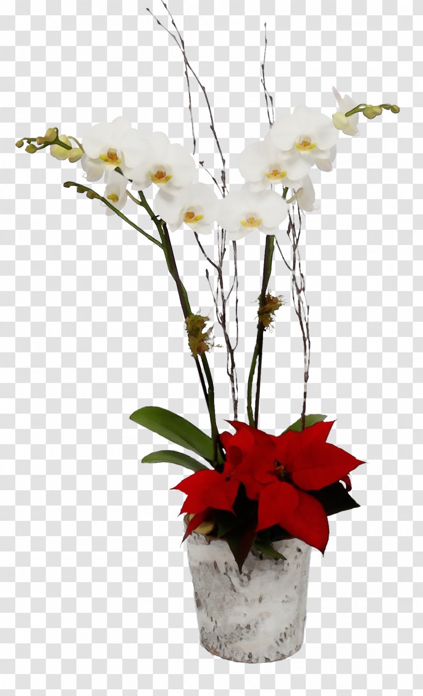 Flower Flowering Plant Cut Flowers Flowerpot - Moth Orchid - Twig Houseplant Transparent PNG