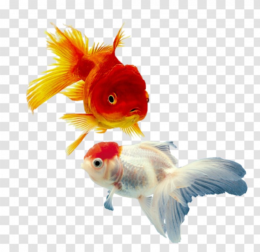 Shark Common Goldfish Aquarium Siamese Fighting Fish Transparent PNG