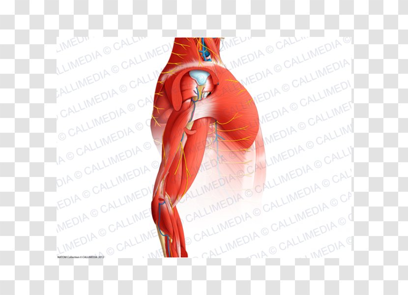 Muscle Shoulder Arm Human Anatomy - Watercolor Transparent PNG