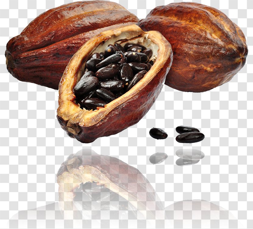 Cacao Tree Cocoa Bean Raw Chocolate Solids Transparent PNG