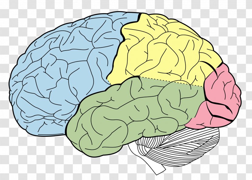 Lobes Of The Brain Occipital Lobe Frontal Parietal - Cartoon Transparent PNG