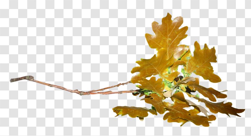 Leaf Acorn Oak Plant Stem - Sky Transparent PNG