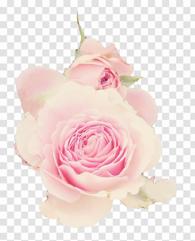 Garden Roses Centifolia Floral Design Cut Flowers - Flower Transparent PNG