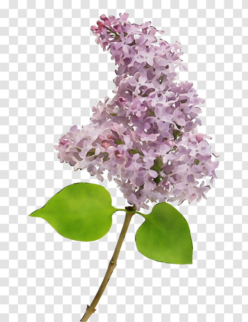 Flower Lilac Plant Purple - Wet Ink - Blossom Petal Transparent PNG