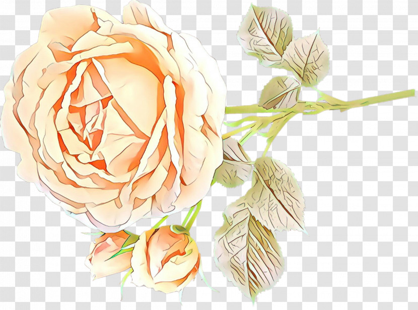 Garden Roses Transparent PNG