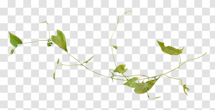 Green Plants Vs. Zombies: Garden Warfare Vine Leaf - Grass - Starlight Element Transparent PNG
