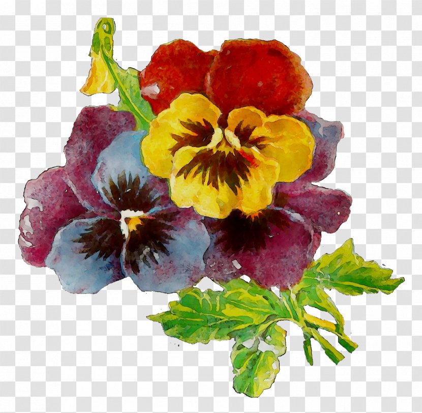 Pansy Annual Plant Primrose Plants - Violet Family - Flowering Transparent PNG