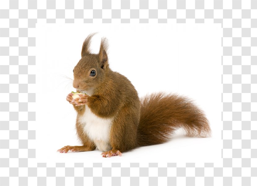 Eastern Gray Squirrel Raccoon Red Fox Brown Rat - Royaltyfree Transparent PNG