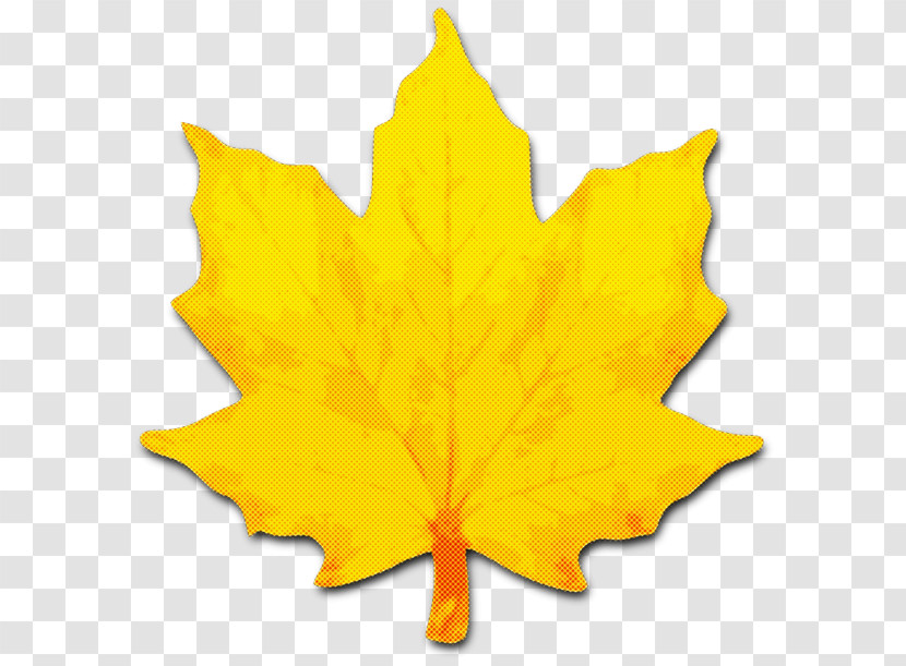 Maple Leaf Transparent PNG