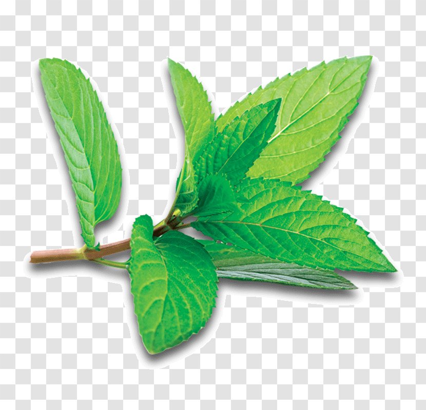 Peppermint Photography Buchu - Ingredient - Chille Transparent PNG