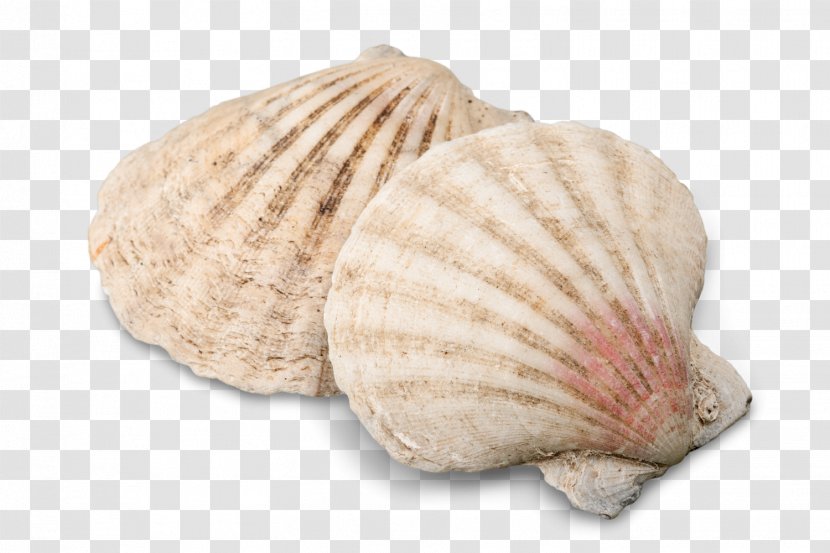 Cockle Seashell Conchology Image Transparent PNG