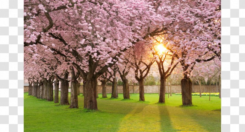 Desktop Wallpaper Image Stock Photography - Grass - Prunus Serrulata Transparent PNG