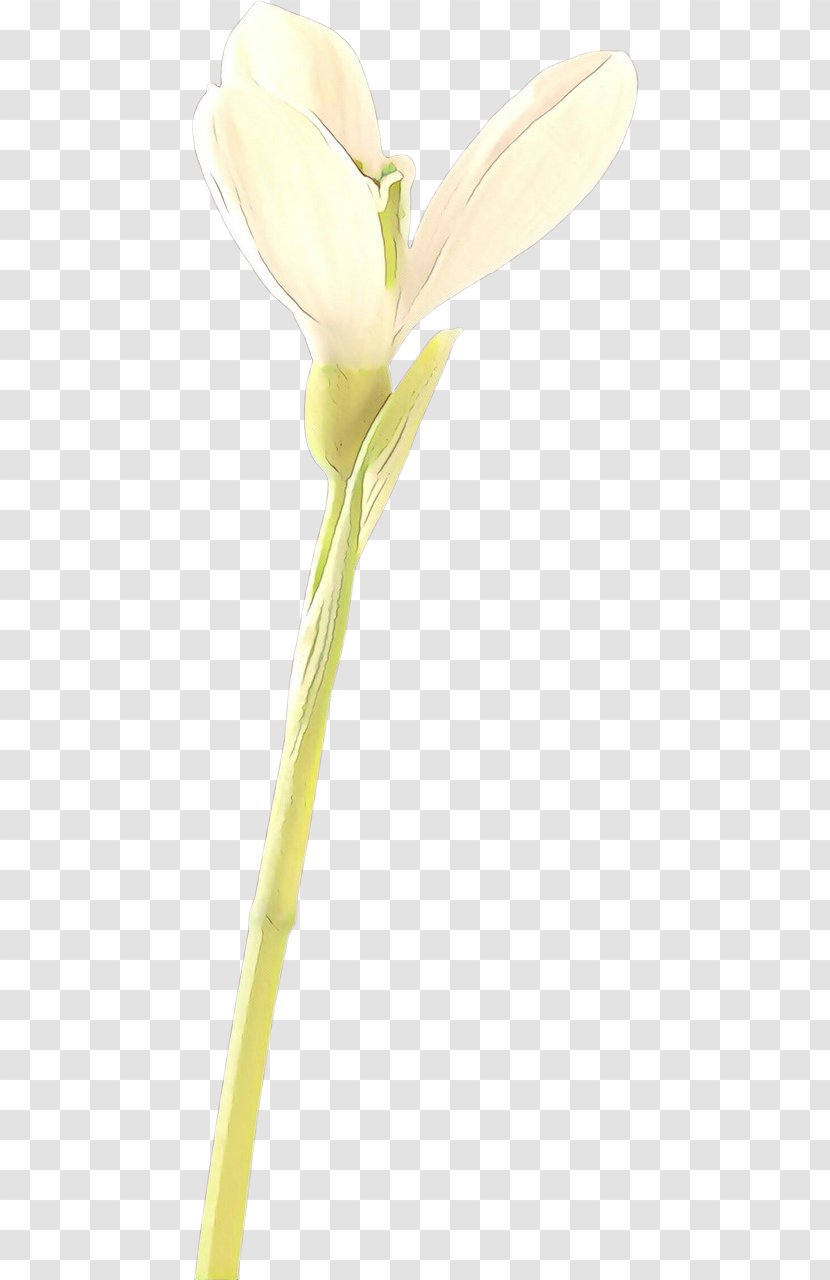 Flower Yellow Arum Plant Bud - Flowering - Pedicel Cut Flowers Transparent PNG