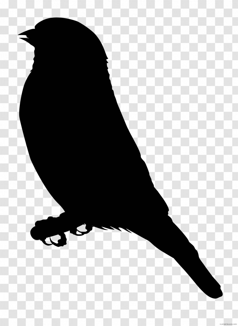 Finches Clip Art Free Content - Tail - Black And White Raven Drawings Transparent PNG