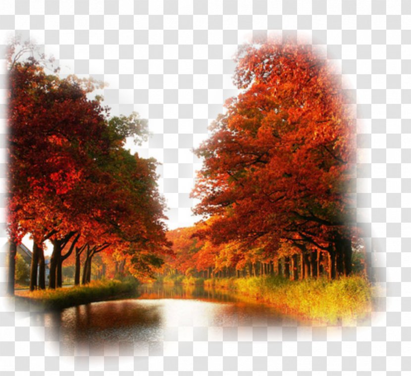Desktop Wallpaper Computers Autumn High-definition Television Video - Landscape - Nature Transparent PNG