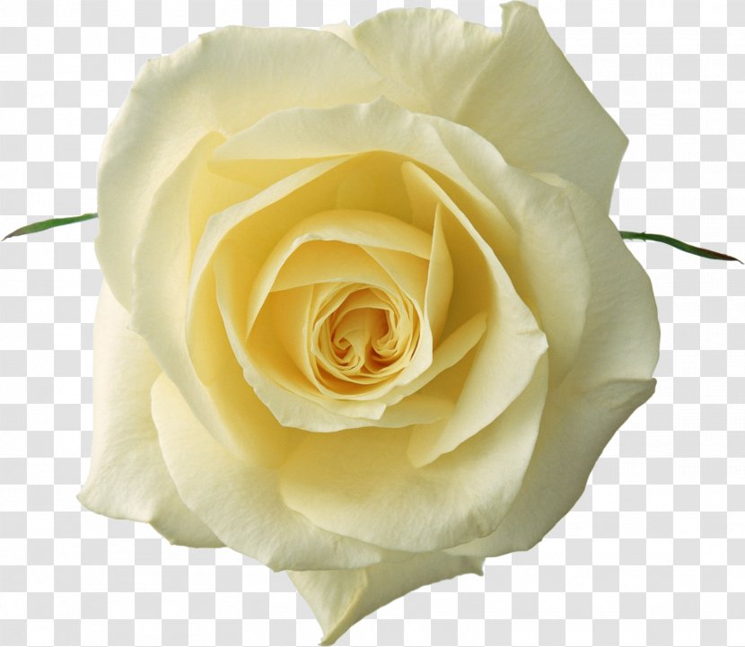 Rose Flower White Clip Art - Floribunda - Yellow Transparent PNG
